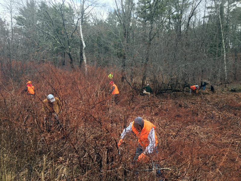 Volunteers chop dead knotweed canes on a riverfront property in Kings Mills, Whitefield. According to the Sheepscot Knotweed Project, now is the time to prepare to battle next summer's Japanese Knotweed infestation. (Photo courtesy Kristin Stone)
