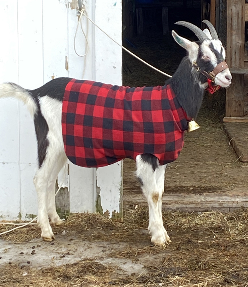 Bacchus, one of the Yule Goats at Pumpkin Vine Family Farm, awaits visitors in Somerville. (Photo courtesy Kelly Payson-Roopchand)