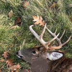 In Nature: December Buck