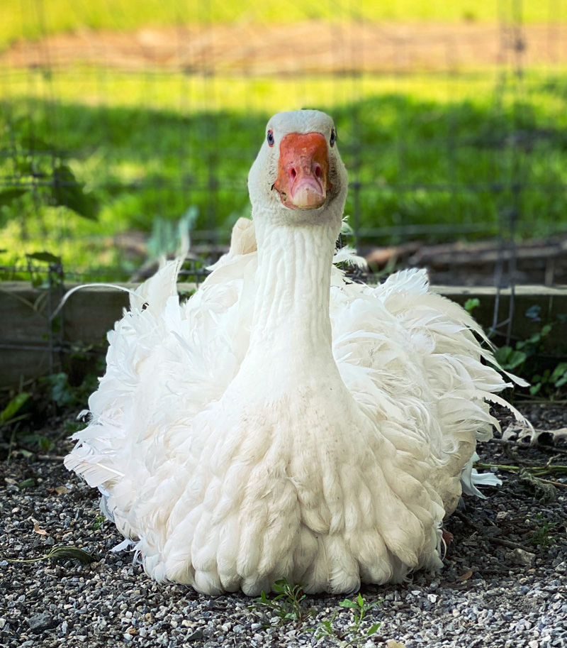 The Goose is respected by the barnyard. (Photo courtesy Katherine Dunn)