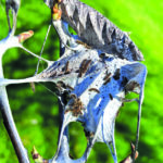 Brown-Tailed Moth Activity Coming Soon