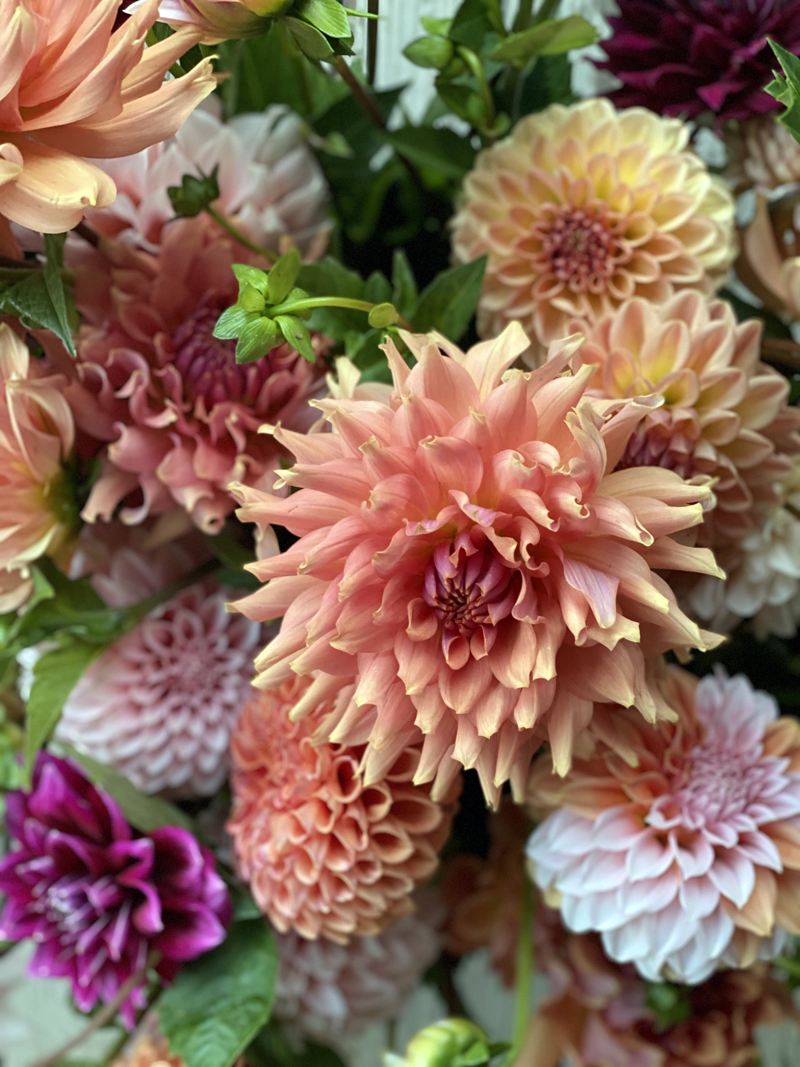 The Veggies to Table Dahlia Tuber Shop is currently selling a select amount of 100% organic tubers (Photo courtesy Veggies to Table)