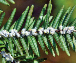 The destructive hemlock woolly adelgid is a white, phid-like pest decimating coastal hemlocks. (Courtesy photo)