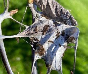 Brown-tailed moth nests are constructed around branch-tip leaves and anchored to twigs. Each nest could contain from 30-400 caterpillars. (Photo courtesy Safeyard Organics)