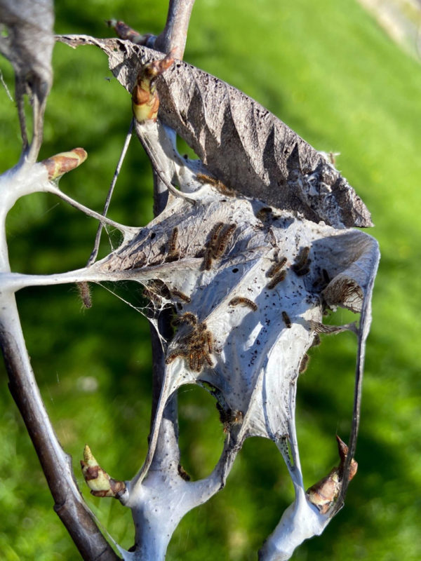 BrownTailed Moth Activity in 2023 The Lincoln County News