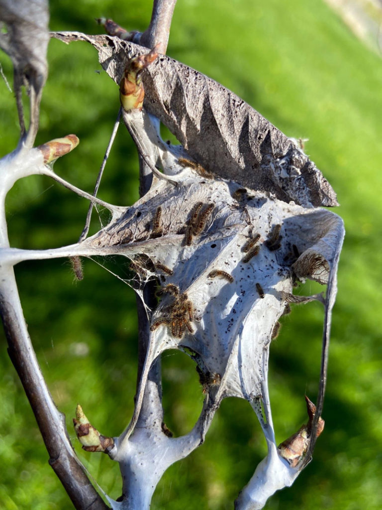 BrownTailed Moth Activity in 2023 The Lincoln County News