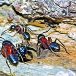 Carpenter Ants, The Home Invader