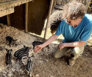 Matt Sturtevant, of Switchback Farm, visits with Mangalitsa piglets. (Photo courtesy Healthy Lincoln County)