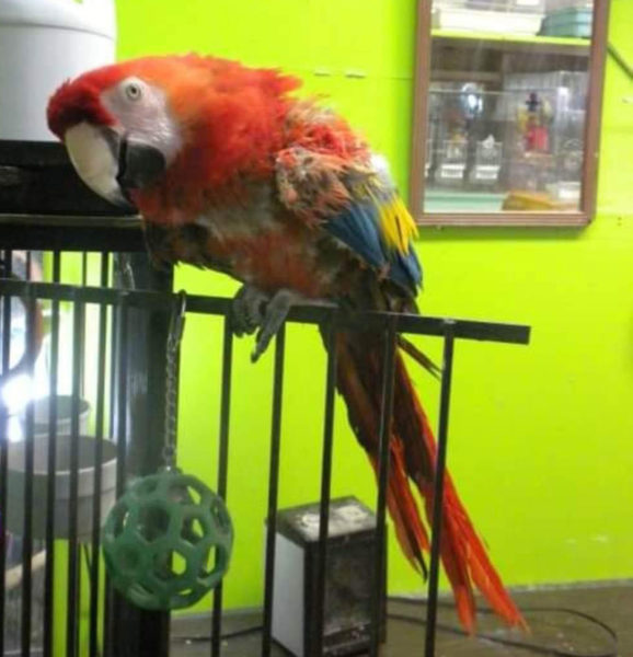 Scarlet the macaw, shown here at The Pet Center at Louis Doe Home Center in Newcastle, passed away this month after more than 40 years of welcoming visitors. Scarlett had an extensive vocabulary, knew her friends by name, and liked to dance, according to store owner Mark Doe, who grew up with her. (Courtesy photo)