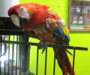 Scarlet the macaw, shown here at The Pet Center at Louis Doe Home Center in Newcastle, passed away this month after more than 40 years of welcoming visitors. Scarlett had an extensive vocabulary, knew her friends by name, and liked to dance, according to store owner Mark Doe, who grew up with her. (Courtesy photo)