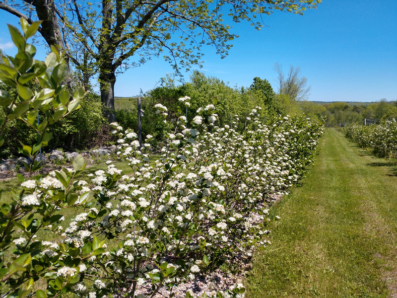 Aronia shrubs flower at Waldoberry Farm in Waldoboro. The berries, primary crop for owners Scott and Sue Simpson, are used in the medicinal-focused Aronia extract and tea Sue Simpson makes onsite for sale at local retailers. (Photo courtesy Scott and Sue Simpson)