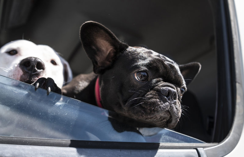 French bulldog Eva and pitbull Bianca wait patiently in the Bowden's Egg Farm truck while owner Jackie Gifford makes a delivery in Damariscotta on Friday, May 5. An avid animal lover, Gifford often brings her three dogs along on her delivery routes. (Bisi Cameron Yee photo)