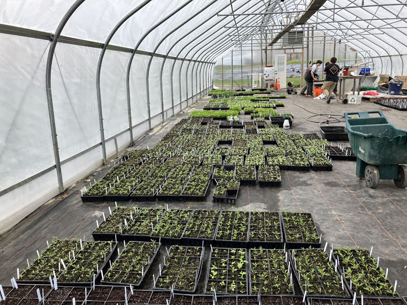 Plants are lined up in the hoop house, all tagged and ready to be sold at the seedling sale on Friday, May 19 and Saturday, May 20 at Whitefield Elementary School. (Meira Bienstock photo)