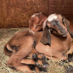 Hug a Baby Goat at Somerville Farm On May 21