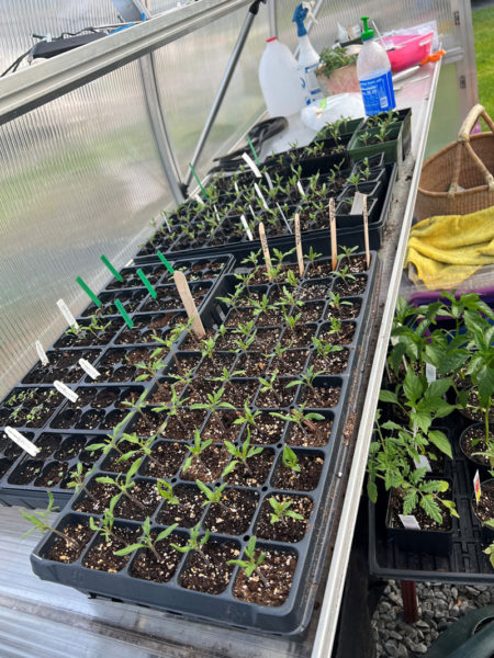 Tomato seedlings donated from the UMaine Cooperative Extension, for the Grow-a-Row program. (Photo courtesy Jess Breithaupt)