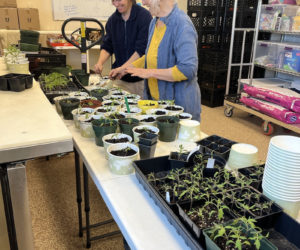 Volunteers separate tomato seedlings at the Community Food Hub. (Photo courtesy Jess Breithaupt)