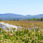 Midcoast Conservancy, Maine Farmland Trust to Protect Clarry Hill Highlands