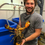 New Findings Revealed On How Climate Change Impacts Lobster Ecology