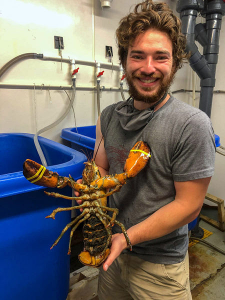Alex Ascher with an American lobster at the Darling Marine Centers flowing seawater laboratory. (Courtesy photo)