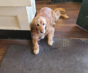 Calhoun, the king of King Ro eagerly waiting to greet customers. (Photo courtesy Lori Crook)