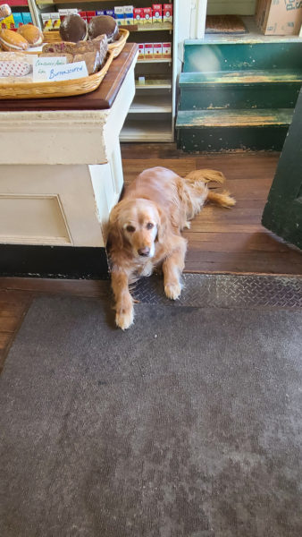 Calhoun, the king of King Ro eagerly waiting to greet customers. (Photo courtesy Lori Crook)