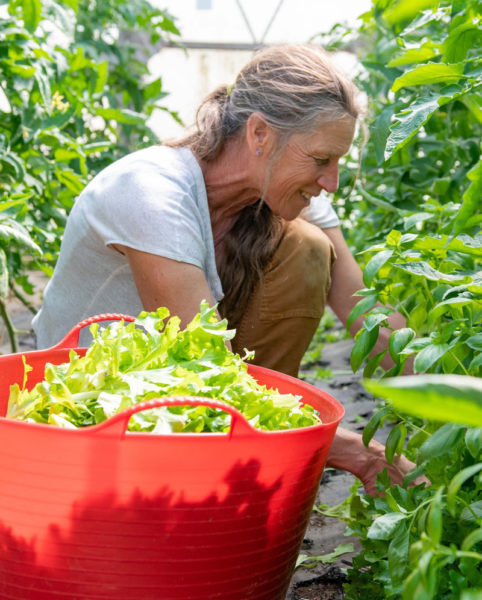 Damariscotta market founder Jan Goranson picks tender greens. (Photo courtesy Kelsey Kobeck)