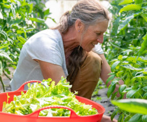 Damariscotta market founder Jan Goranson picks tender greens. (Photo courtesy Kelsey Kobeck)