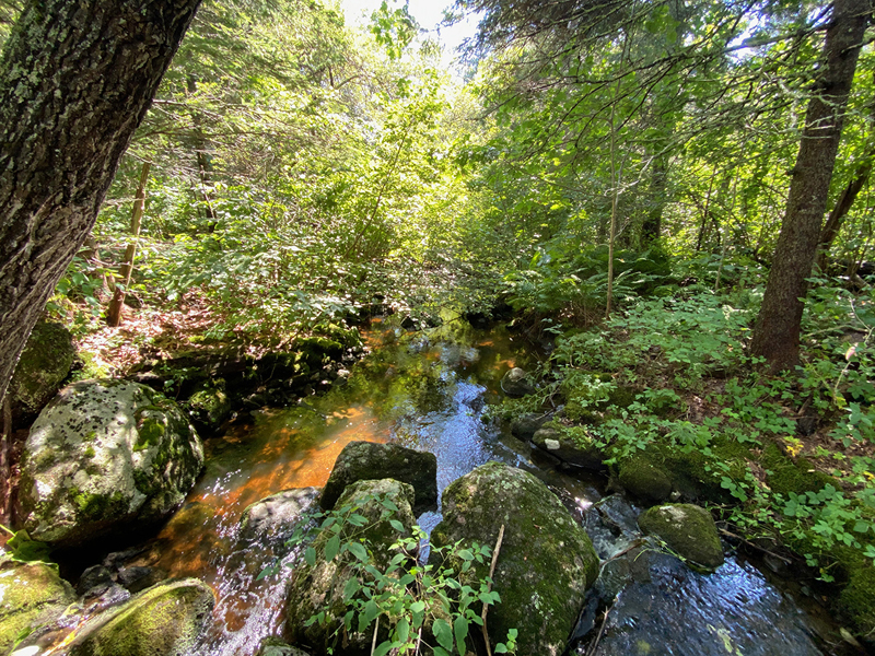 This lovely stream winding its way across BristolÂ’s Recreation Trail is the site of a program for all ages with Coastal Rivers Conservation Trust on Thursday, June 8. (Photo courtesy Coastal Rivers Conservation Trust)