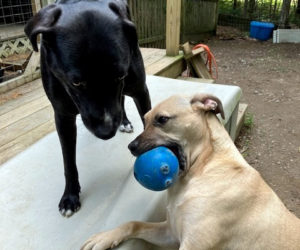 Henry tries to get the Brodster to play. (Photo courtesy Linda Porter)