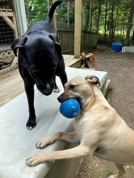 Henry tries to get the Brodster to play. (Photo courtesy Linda Porter)