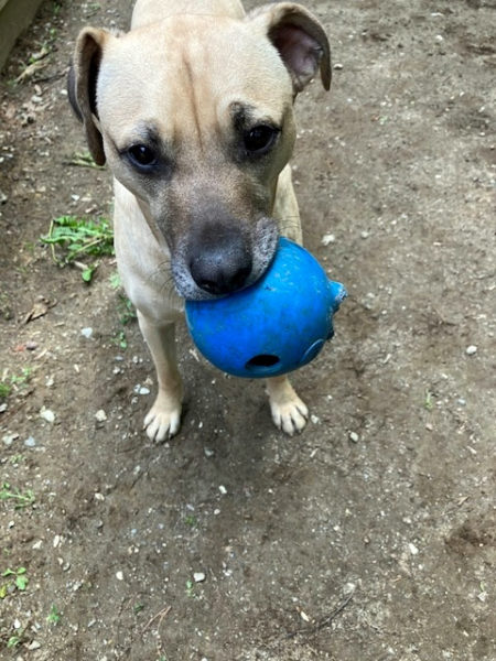 Henry loves to play fetch, but just hasnt figured out to give the item back so it can be thrown again. (Photo courtesy Linda Porter)