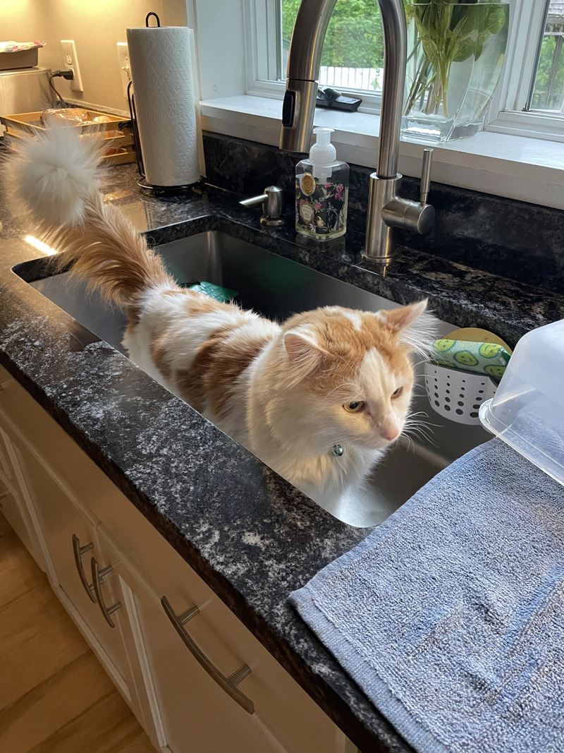 A Poem From Ollie the Cat The Lincoln County News