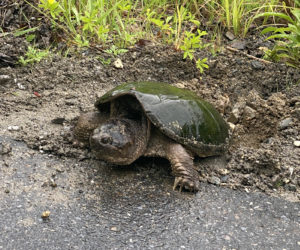 Mama turtle (Photo courtesy Greg Hardison)