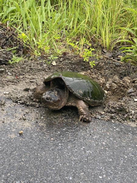 Mama turtle (Photo courtesy Greg Hardison)