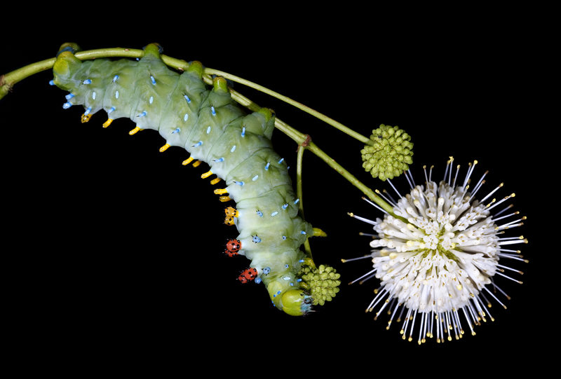 Hyalophora cecropia (Photo courtesy Sam Jaffe)