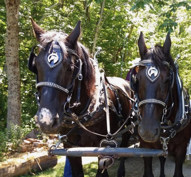 Fun for the whole family, including horse-drawn wagon rides, will be offered at the Dresden Summerfest on July 9. (Photo courtesy Lincoln County Historical Association)