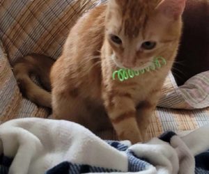 Waffles returns his spring to the author during a game of fetch. (Sarah Caton photo)