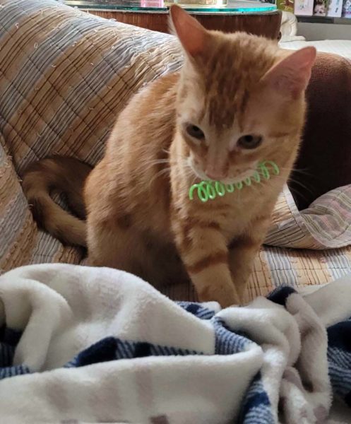 Waffles returns his spring to the author during a game of fetch. (Sarah Caton photo)