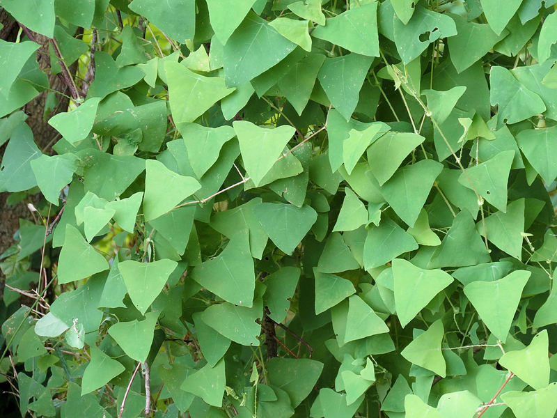 Persicaria perfoliata, also called Asiatic tearthumb, has been found in Maine for the first time at a home in Boothbay Harbor. Growing up to six inches a day, the plantÂ’s fast and dense growth chokes trees and plants. It has triangular leaves with circular ones beneath its fruits, barbs along its stems and leaves, and small blue fruits. (Photo courtesy Maine Department of Agriculture Conservation and Forestry)