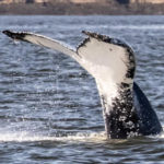 Whale Spotted In Sheepscot River Near Wiscasset