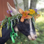 Pumpkin Vine Dairy Queen: A Goat Pageant & Puppet Show