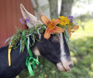 Katydid, an Alpine goat and a participant in this year's pageant at Pumpkin Vine Family Farm (Photo courtesy Kelly Payson-Roopchand)