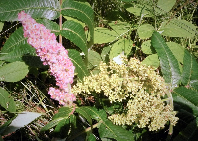 Red female sumac blossoms and yellow, pollen-bearing male blossoms (Photo courtesy Nancy Holmes)
