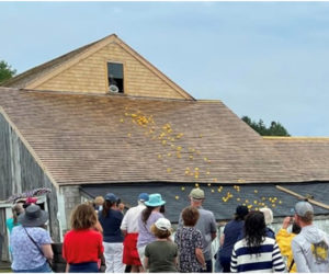 Rubber ducks tumble off the roof of the restored mill at Pemaquid Falls during the Old Bristol Historical Society's Rubber Ducky Race on Sunday, Aug. 13. (Photo courtesy Old Bristol Historical Society)
