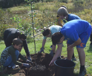 Edgecomb Eddy School sixth graders pack a mixture of compost and soil around a newly planted fruit tree on Friday, Sept. 22. (Zeke Cunningham photo)