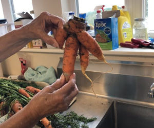 A quadruple carrot found at the food hub (Photo courtesy Healthy Lincoln County)