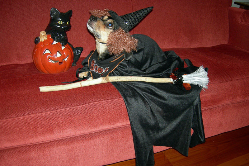 Boo dressed as a witch (Photo courtesy Linda Porter)