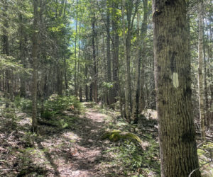 Griggs Preserve trail (Photo courtesy Midcoast Conservancy)