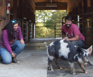 Amanda Glenn and Andy Theriault, founders of Darrowby Farm Sanctuary in Jefferson, watch Harriet the pig at play on Monday, Oct. 9. Harriet came to the sanctuary earlier this year as a shy piglet, and now lives and plays with the 20 other pigs that also call the sanctuary home. (Molly Rains photo)