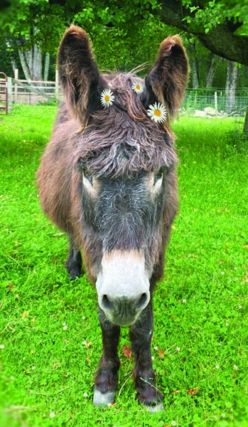 Peso, one of the many residents at Apifera Farm (Photo courtesy Katherine Dunn)